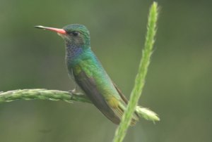 Blue-throated goldentail