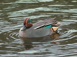 Teal - Half Tidy Male