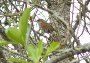 Red-faced Spinetail