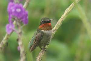 Male Ruby-throated hummingbird