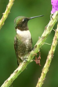 Male Ruby-throated hummingbird