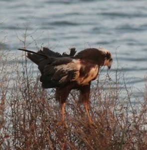 Marsh Harrier - Home to Roost