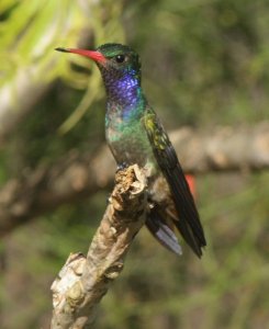 Blue-throated goldentail