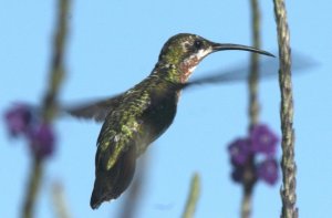 Green-breasted mango hummingbird