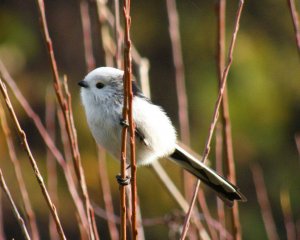 Northern Long-tailed Tit