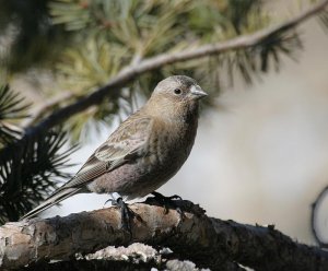 Brown-capped Rosy-Finch