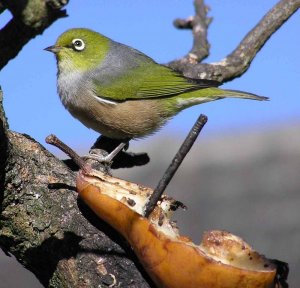 Silvereye, mid winter