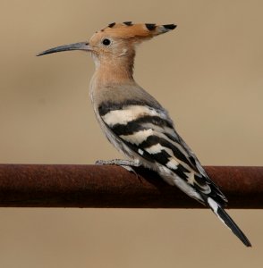 Hoopoe