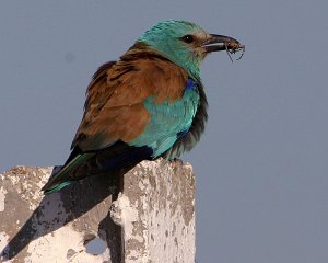 European Roller