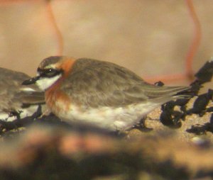 Lesser Sand Plover