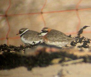 Lesser Sand Plover