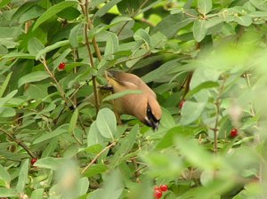 Cedar Waxwing