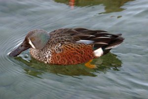 Australian Shoveler