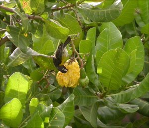 Bananaquit on Cashew nut