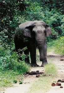 Asian Elephant