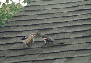 Juvenile Mocking Bird