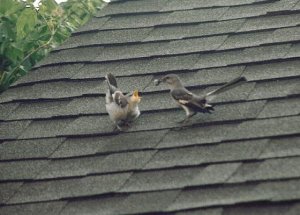 Juvenile Mocking Bird