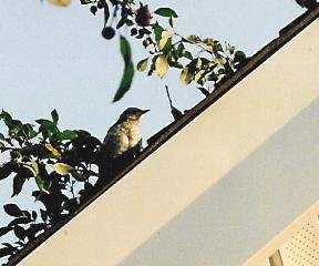 Juvenile Mocking Bird