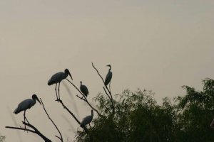 Wood Storks and Egret