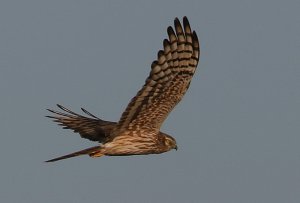 Ringtail Montagu's Harrier