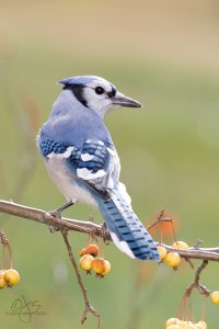 Blue Jay