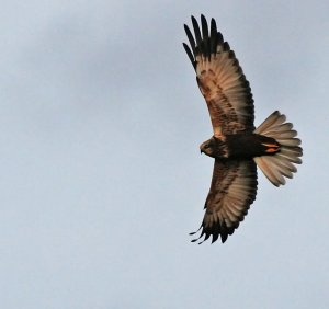 Harrier - Of the Marsh type