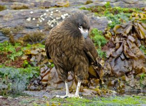 3rd rarest raptor in the world