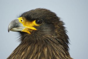 Striated Caracara