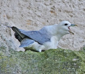 Fulmar - The Mallemuck