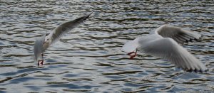 some gulls