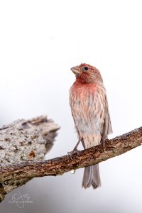 House finch in the rain