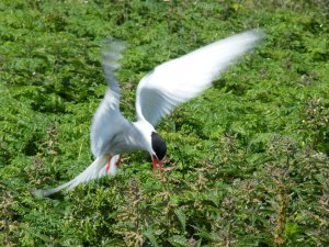 Arctic Tern