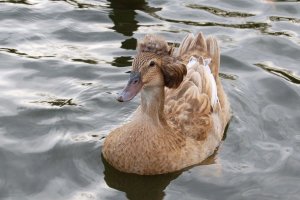 Fluffy mallard