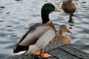 A strapping mallard