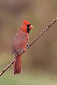 Northern cardinal (m)