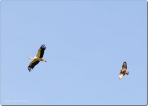 Buzzard against white stork