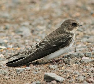 Summer Sand Martin