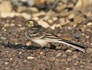 Summer Wagtail