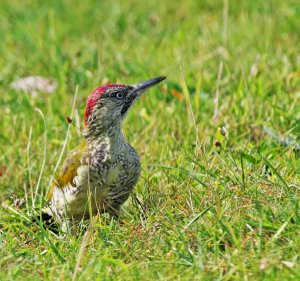 Green Woodpecker - Designer Wars