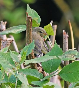 Chiffchaff