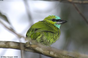 Golden-naped Barbet