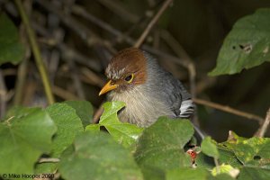 Chestnut-hooded Laughingthrush