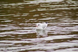 Black-headed gull