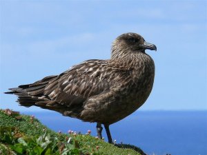 Great Skua