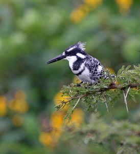 Pied Kingfisher