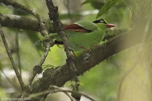 Short-tailed Green Magpie