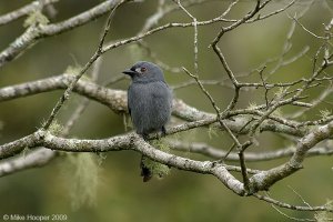 Ashy Drongo