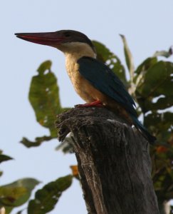 Stork-Billed Kingfisher