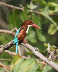 White-throated Kingfisher