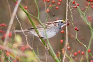 White-throated Sparrow